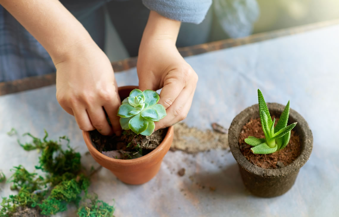 Succulent Savvy Tips for Every Aspiring Garden Pro - AND not OR